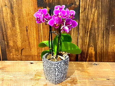 Detayları göster Small Orchids Phalaenopsis 