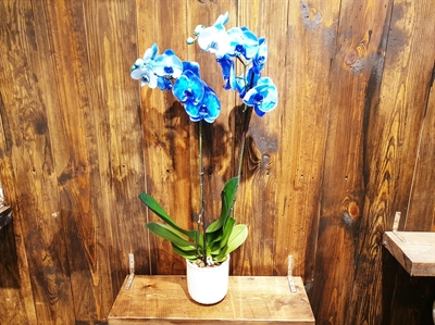 Resim 2' li Blue Orchids Phalaenopsis