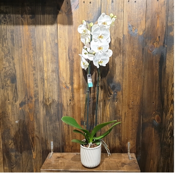 Detayları göster 2'li White Orchids Phalaenopsis 