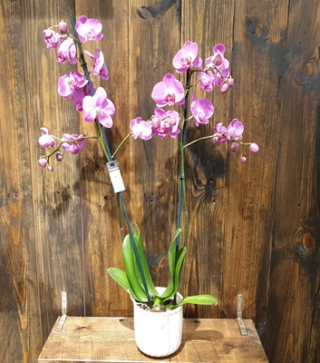 Detayları göster 2'li Purple Orchids Phalaenopsis 