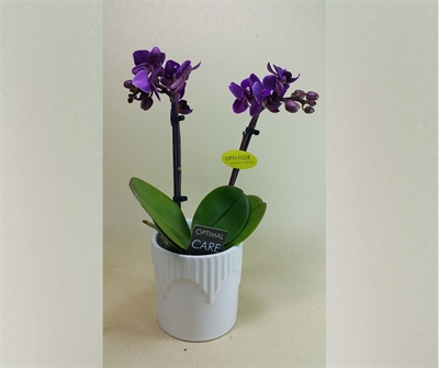 Detayları göster Purple Mini Orchids 